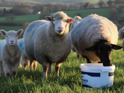 Minline Sheep Energy and Protein Bucket