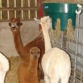 JFC Feeders & Feed Equipment