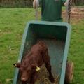 JFC Wheel Barrows