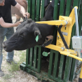Arrowquip Head Scoop