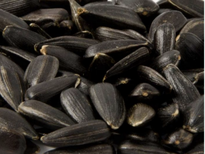Henrys Black Sunflower Seeds