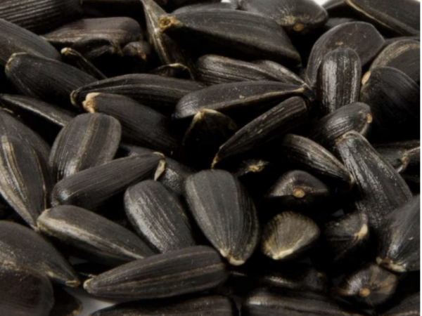 Henrys Black Sunflower Seeds